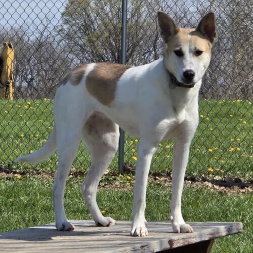 Molly, an adoptable Shepherd, Mixed Breed in Elizabeth, IL, 61028 | Photo Image 3