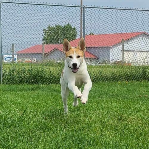 Molly, an adoptable Husky, Mixed Breed in Elizabeth, IL, 61028 | Photo Image 4