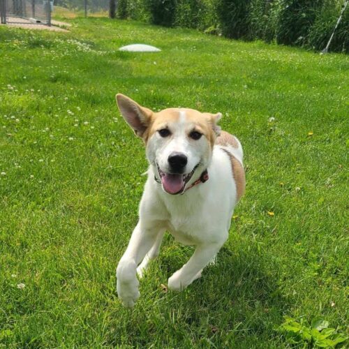 Molly, an adoptable Husky, Mixed Breed in Elizabeth, IL, 61028 | Photo Image 5