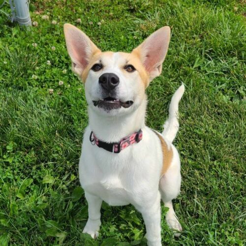 Molly, an adoptable Husky, Mixed Breed in Elizabeth, IL, 61028 | Photo Image 6