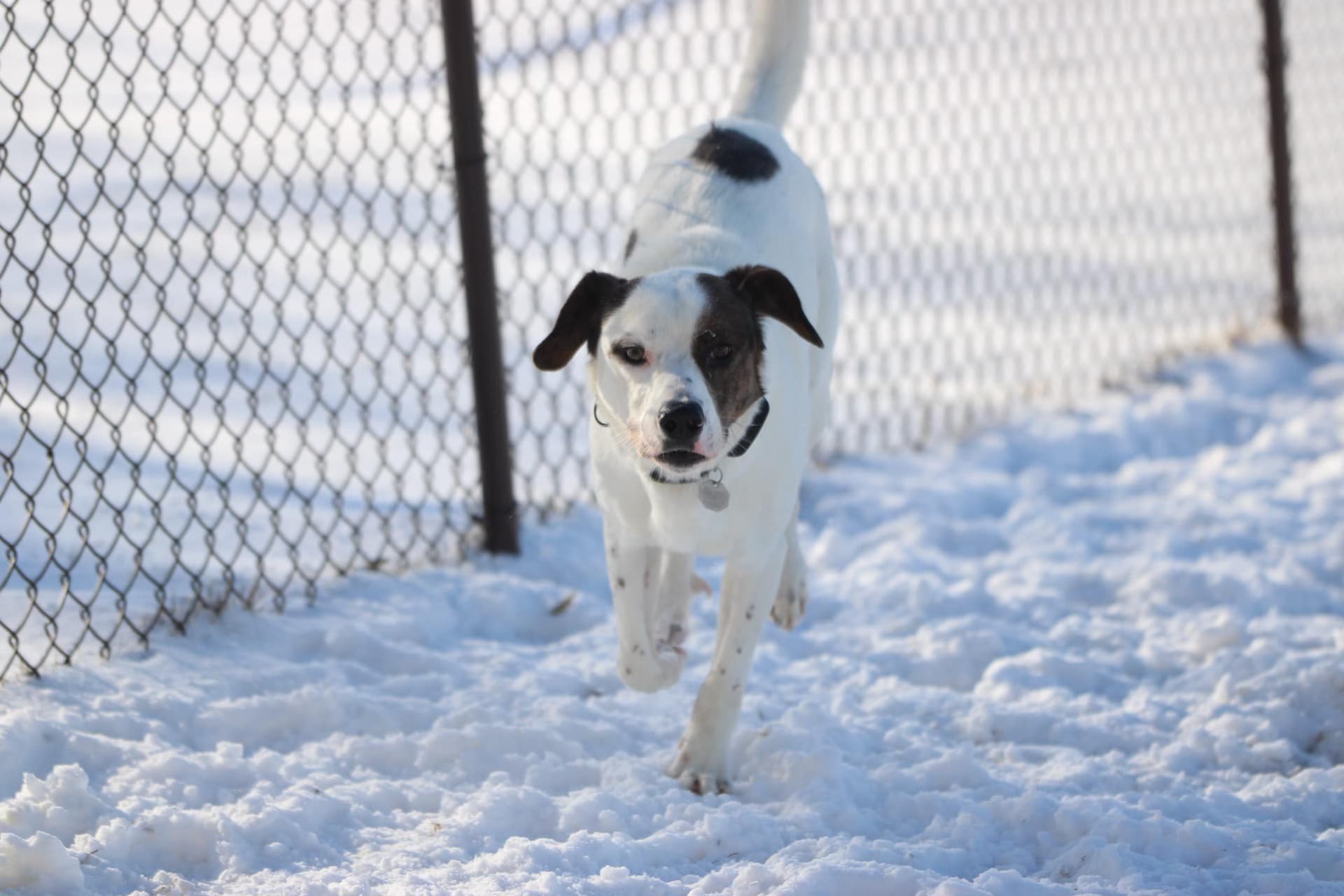 Shadow Bandit, an adoptable Terrier, Mixed Breed in Elizabeth, IL, 61028 | Photo Image 1