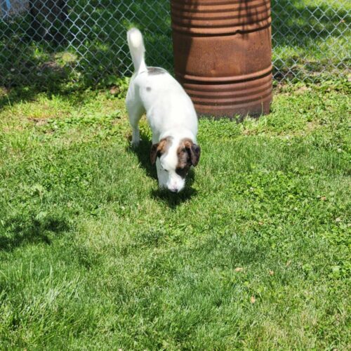 Shadow Bandit, an adoptable Terrier, Mixed Breed in Elizabeth, IL, 61028 | Photo Image 2