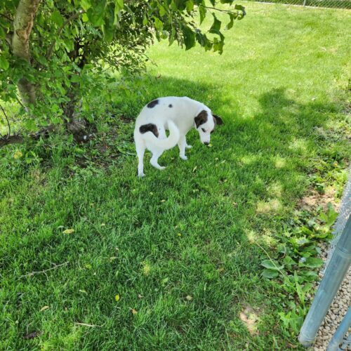 Shadow Bandit, an adoptable Terrier, Mixed Breed in Elizabeth, IL, 61028 | Photo Image 3