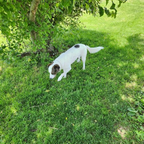 Shadow Bandit, an adoptable Terrier, Mixed Breed in Elizabeth, IL, 61028 | Photo Image 4