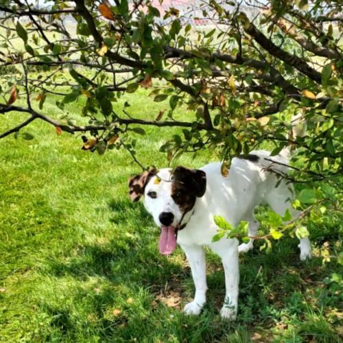 Shadow Bandit, an adoptable Terrier, Mixed Breed in Elizabeth, IL, 61028 | Photo Image 5