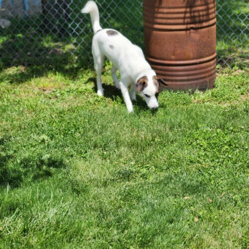 Shadow Bandit, an adoptable Terrier, Mixed Breed in Elizabeth, IL, 61028 | Photo Image 6