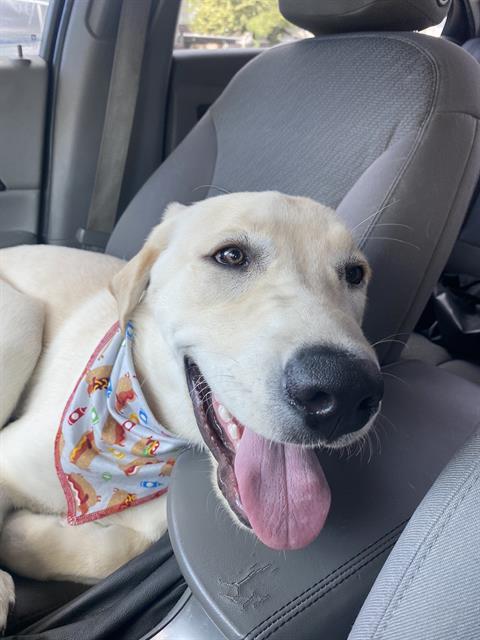 KOTA, an adoptable Labrador Retriever in Ogden, UT, 84404 | Photo Image 1