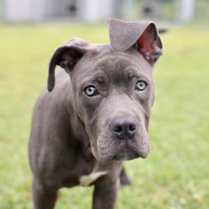 Adopt A487631 a Pit Bull Terrier, Cane Corso | Male American Pit Bull ...