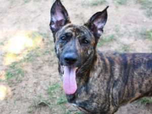 SAGE Dutch Shepherd Dog