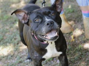 CHANEL American Staffordshire Terrier Dog