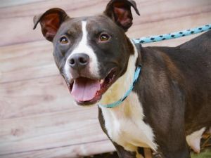 CHICKEN American Staffordshire Terrier Dog