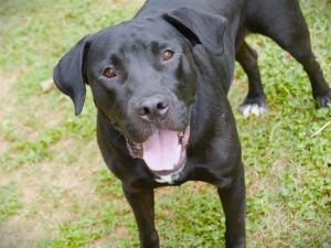 BRUNO Labrador Retriever Dog