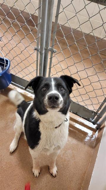 PIPER, an adoptable Border Collie, Mixed Breed in Casper, WY, 82601 | Photo Image 1