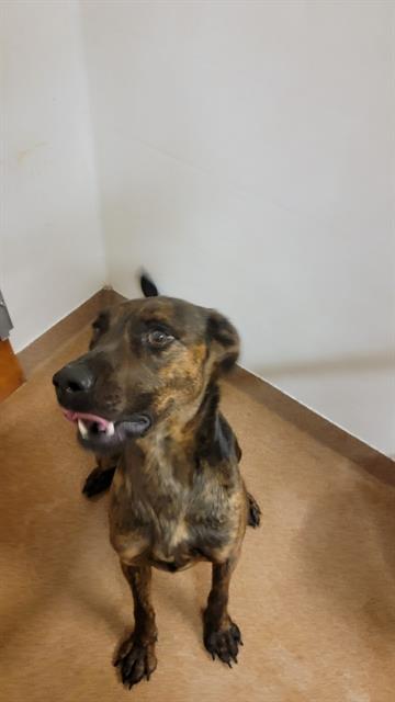 YOSHI, an adoptable Labrador Retriever, Mixed Breed in Casper, WY, 82601 | Photo Image 1