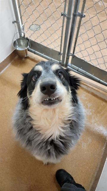 BUCK, an adoptable German Shepherd Dog, Alaskan Malamute in Casper, WY, 82601 | Photo Image 1