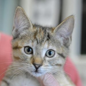 Chelsea (pink collar) Domestic Short Hair Cat