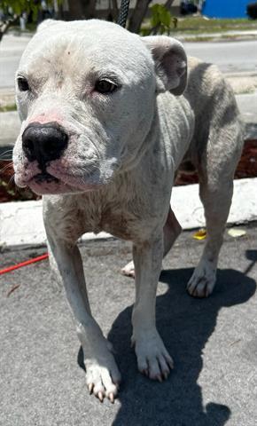 SNOW American Bulldog Dog