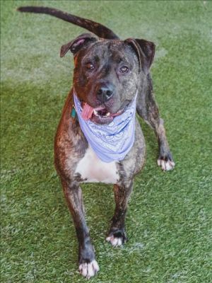 STORMY American Bulldog Dog