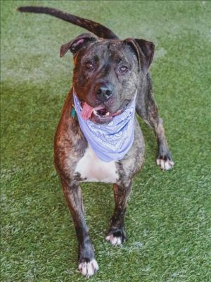 Meet Stormy a beautiful brindle dog with allot of energy she loves playing with other dogs and han