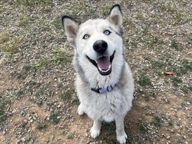 ZA, an adoptable Siberian Husky in Santa Fe, NM, 87507 | Photo Image 1