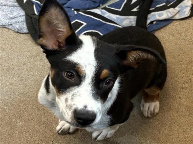 JEAN-LUC, an adoptable Mixed Breed in Santa Fe, NM, 87507 | Photo Image 1