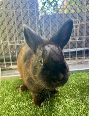 Ginger Snap is a petite bun lady with darling little ears and a sweet personality She was abandoned