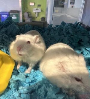 Calling all hammy fans We have three adorably young hamster boys looking for their forever homes T