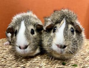 Phoebe and Cleo are a beautiful pair of piggy sisters with matching color palettes and sweet temperm