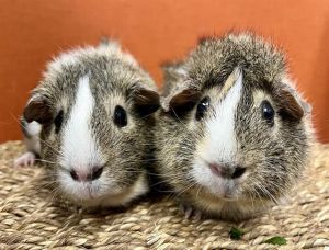 PHOEBE Guinea Pig Small & Furry