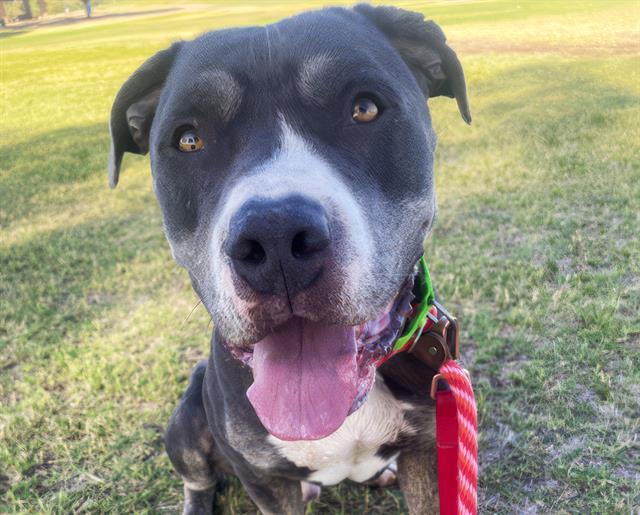 ZEUS, an adoptable Bullmastiff, Mixed Breed in Tucson, AZ, 85745 | Photo Image 1