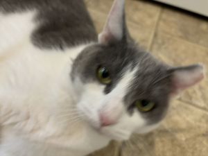 Domino, Adult Female Domestic Short Hair