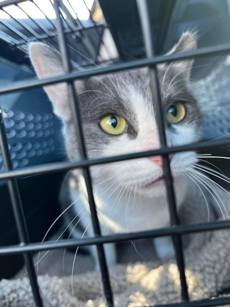 Domino, an adoptable Domestic Short Hair in O'Fallon, MO, 63366 | Photo Image 2