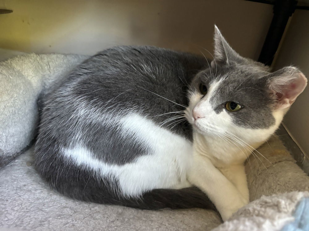 Domino, an adoptable Domestic Short Hair in O'Fallon, MO, 63366 | Photo Image 3