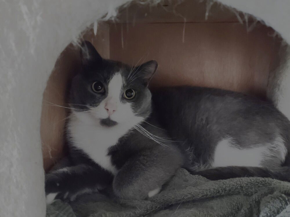 Noodles, an adoptable Domestic Short Hair in O'Fallon, MO, 63366 | Photo Image 1