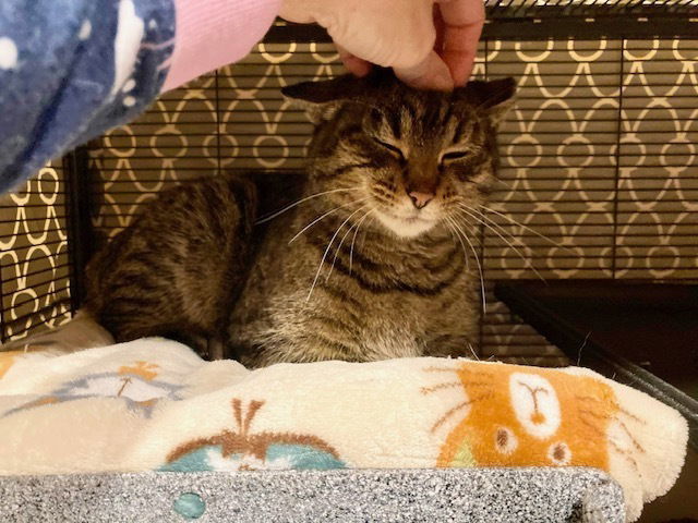 Haley, an adoptable Domestic Short Hair in O'Fallon, MO, 63366 | Photo Image 2