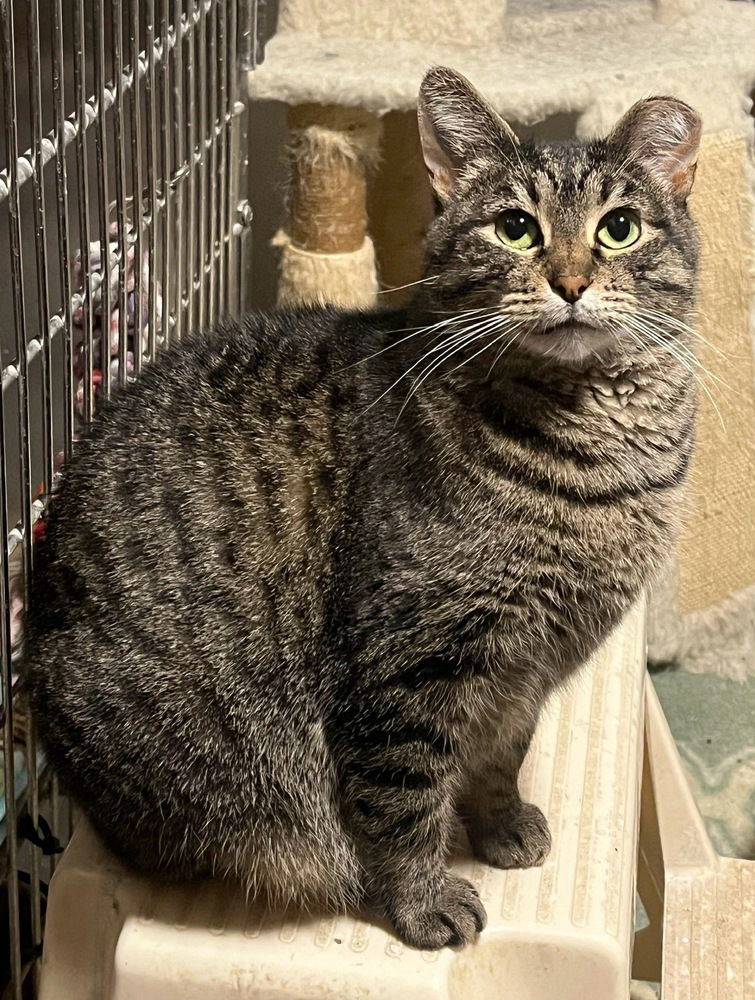 Haley, an adoptable Domestic Short Hair in O'Fallon, MO, 63366 | Photo Image 3