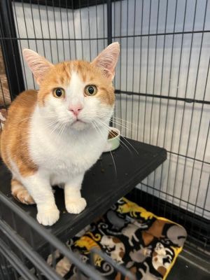 Odin, Adult Male Domestic Short Hair