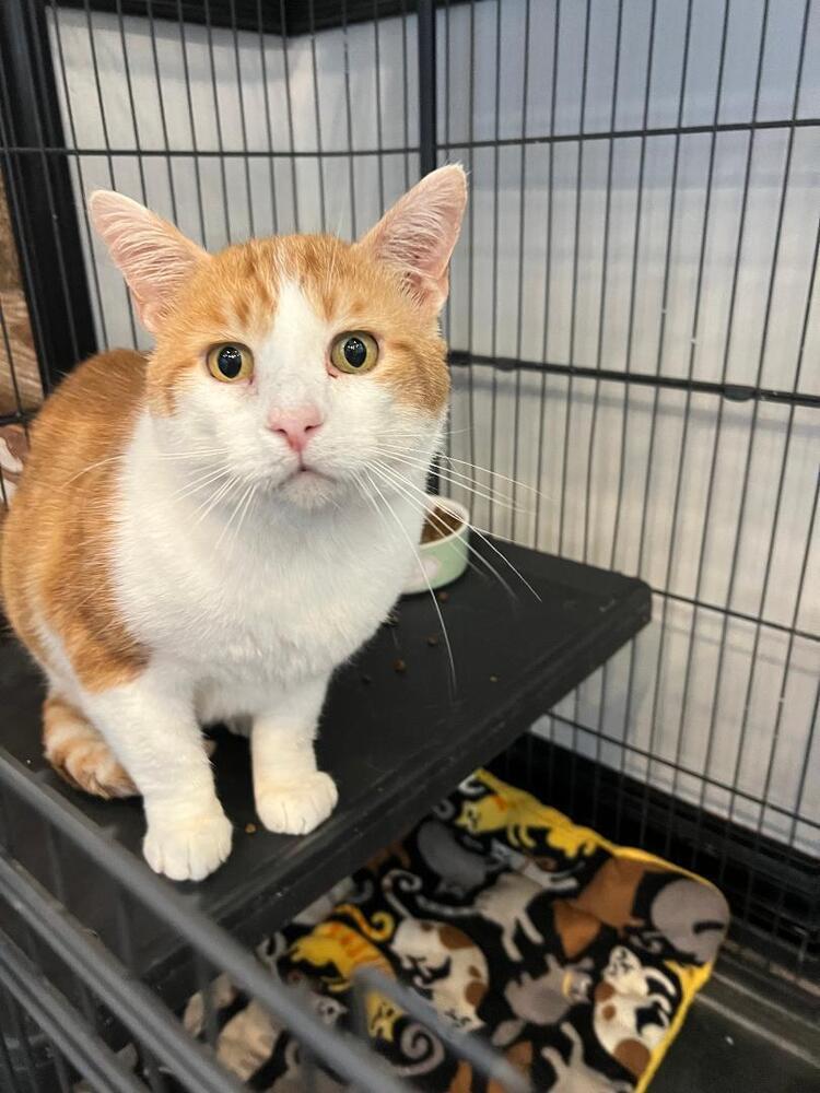 Odin, an adoptable Domestic Short Hair in O'Fallon, MO, 63366 | Photo Image 1