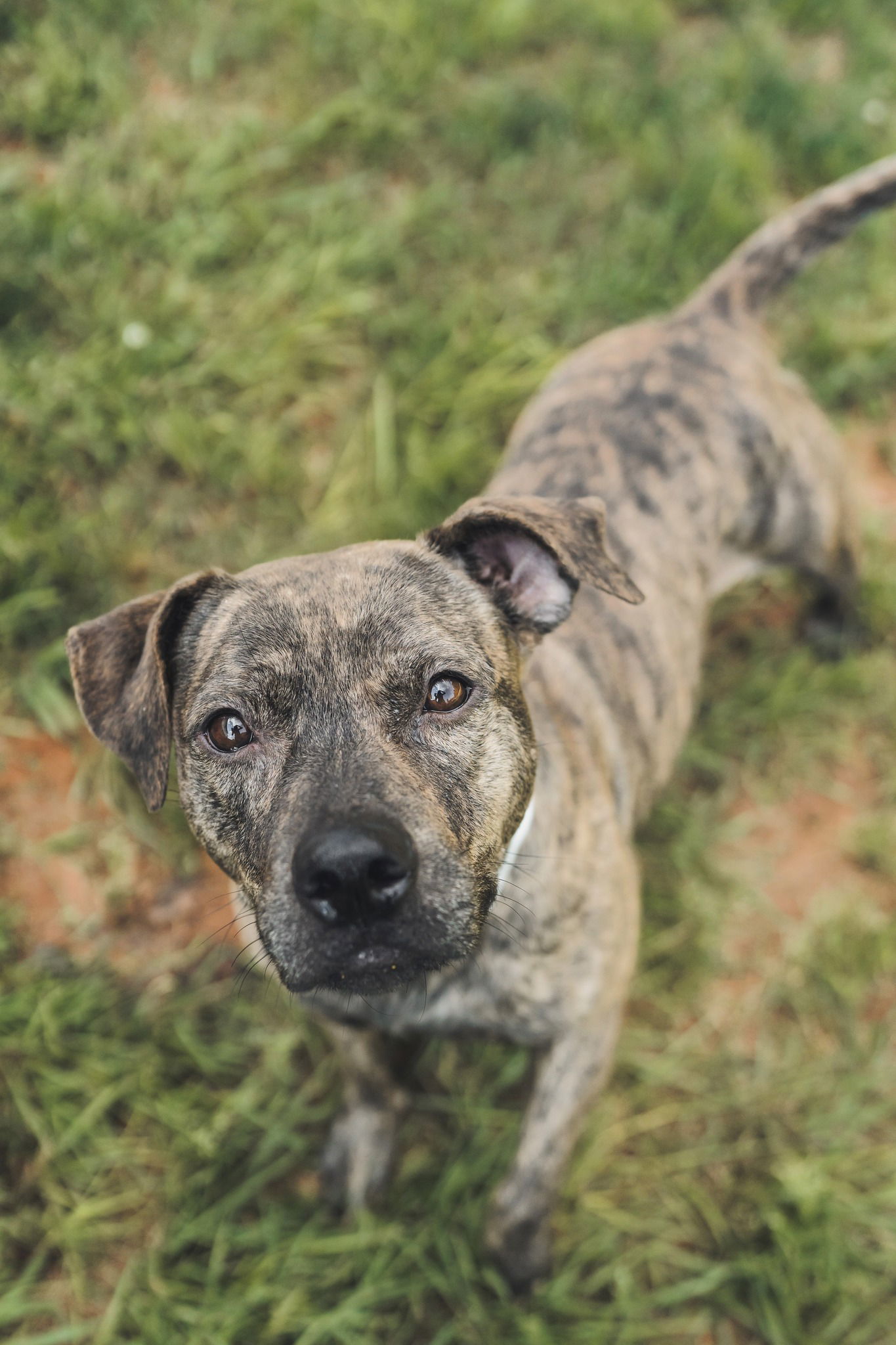 Nebraska, an adoptable Mixed Breed in Shelburne, VT, 05482 | Photo Image 1