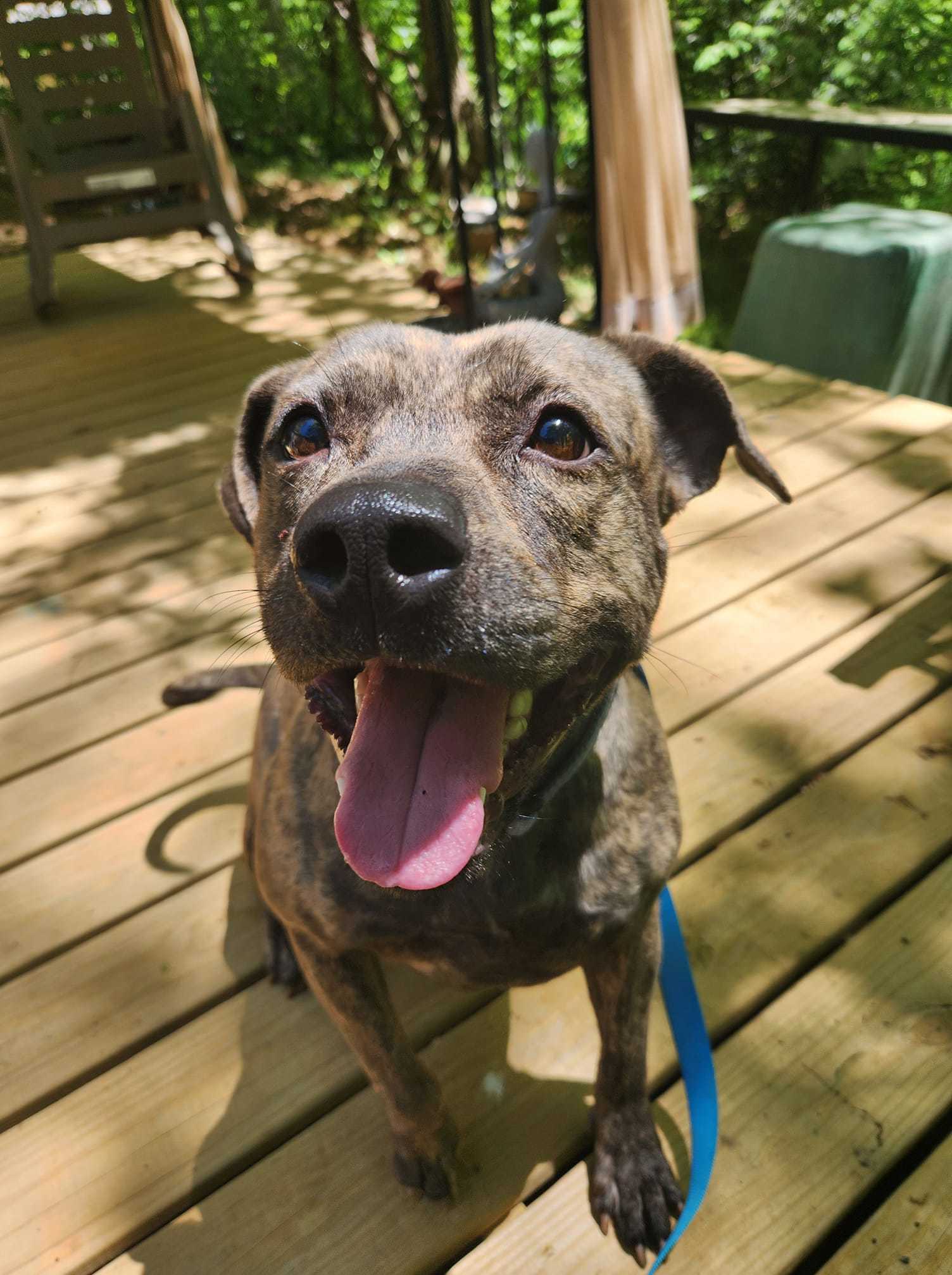 Nebraska, an adoptable Mixed Breed in Shelburne, VT, 05482 | Photo Image 2