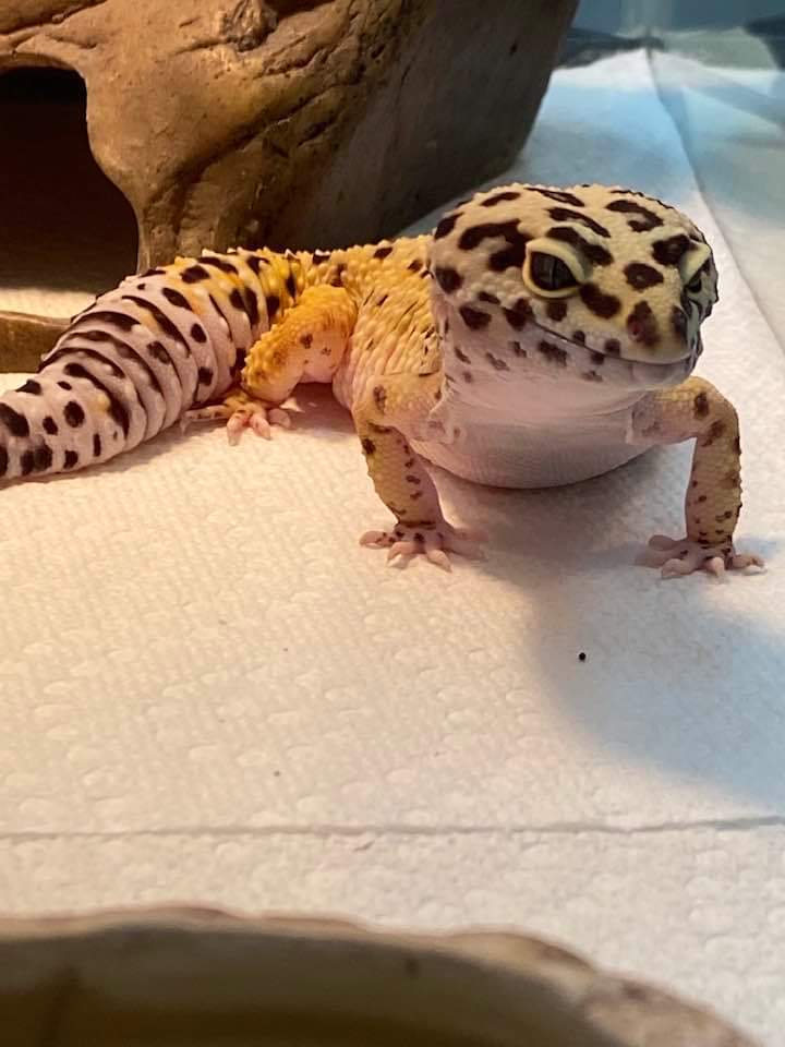 Reptile for adoption - Gerald, a Lizard in Glenmoore, PA | Petfinder