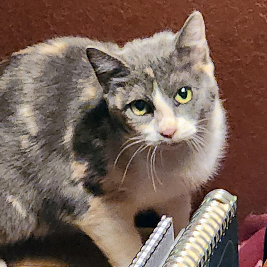 See You Next Time, an adoptable Domestic Short Hair in Austin, TX, 78704 | Photo Image 1