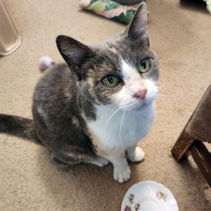 See You Next Time, Senior Female Domestic Short Hair