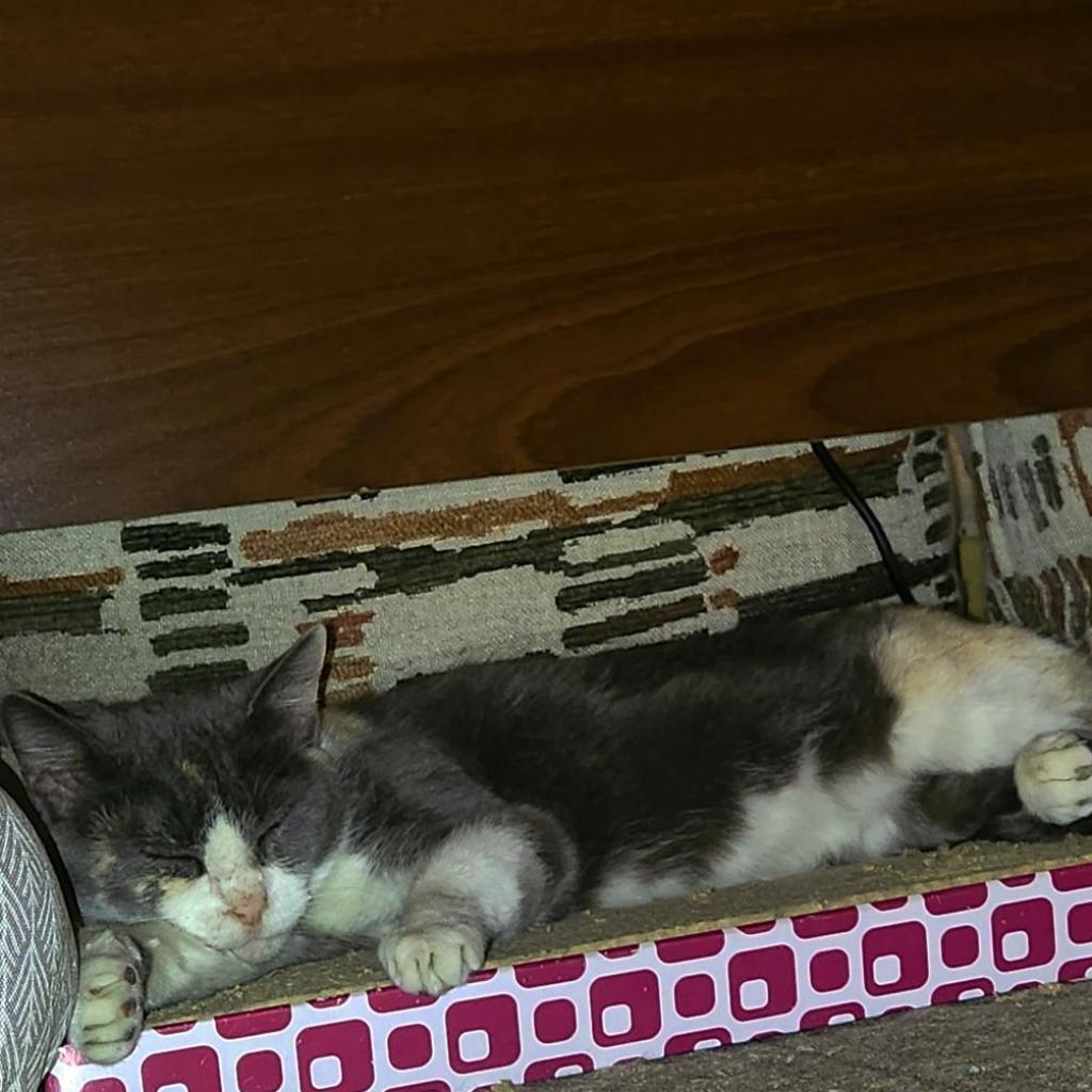 See You Next Time, an adoptable Domestic Short Hair in Austin, TX, 78704 | Photo Image 3