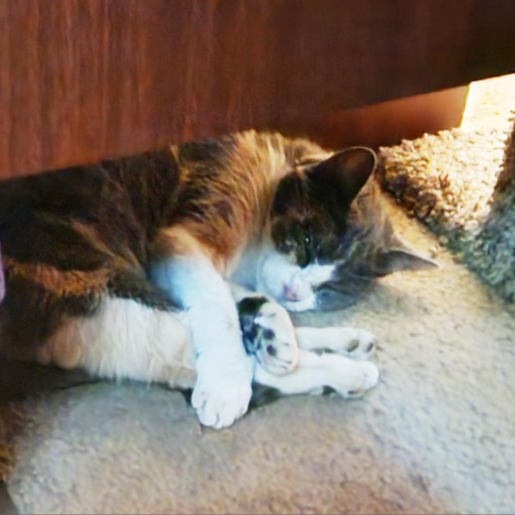 See You Next Time, an adoptable Domestic Short Hair in Austin, TX, 78704 | Photo Image 4