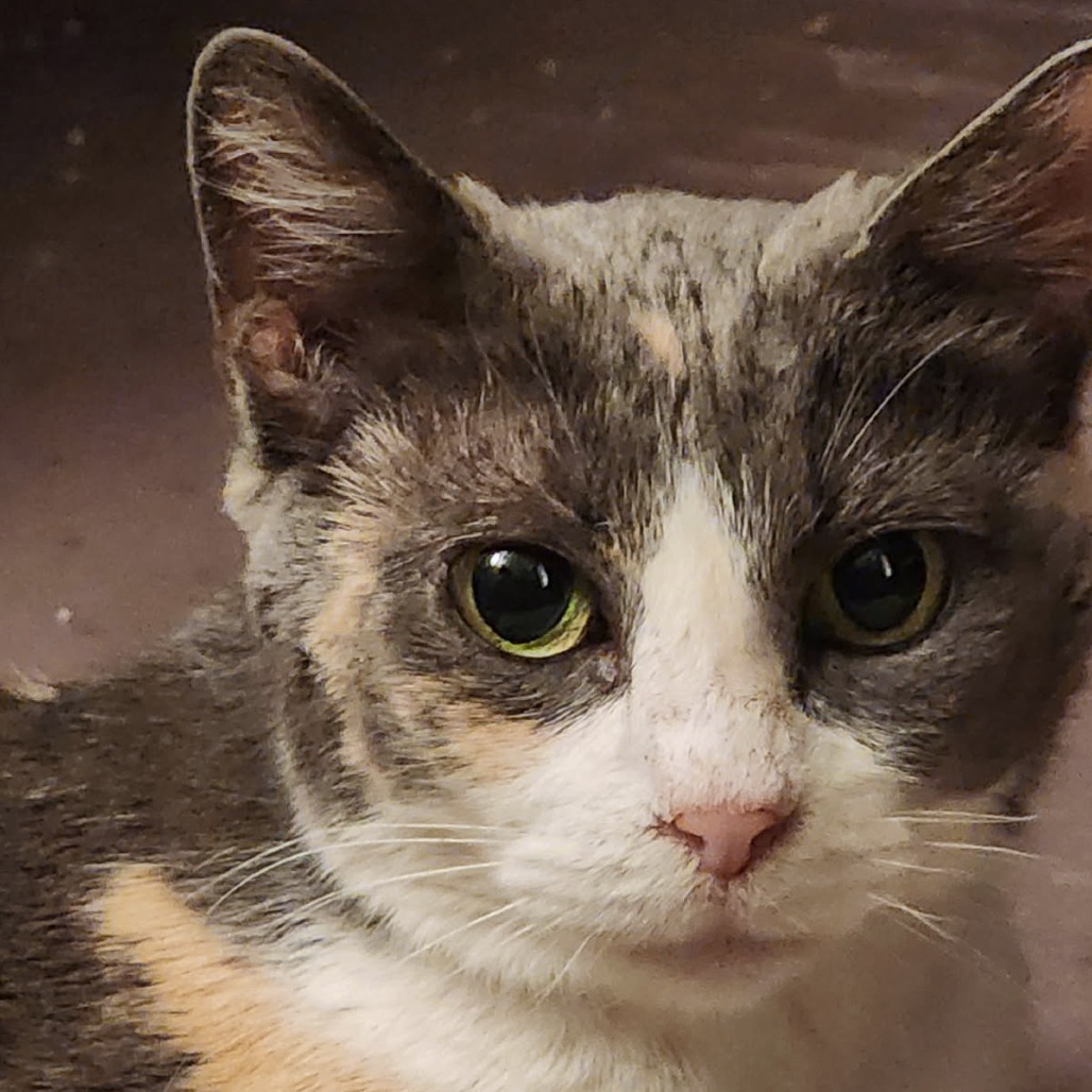 See You Next Time, an adoptable Domestic Short Hair in Austin, TX, 78704 | Photo Image 5