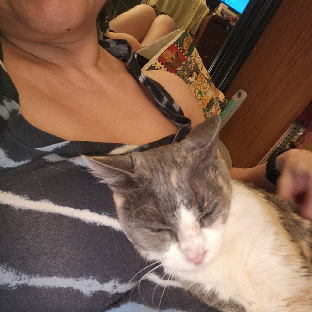 See You Next Time, an adoptable Domestic Short Hair in Austin, TX, 78704 | Photo Image 6