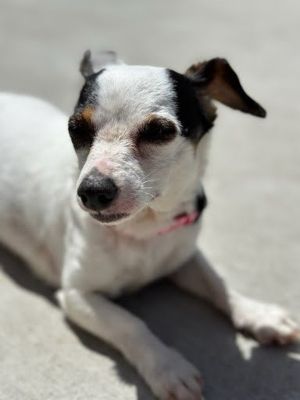 Mac Chihuahua Dog