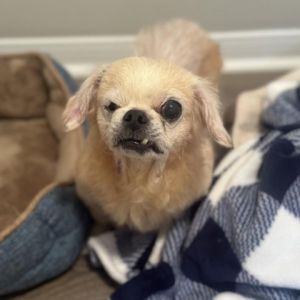 Meet Cassie an 11-year-old Pekingese with a heartwarming story of resilience and hope Weighing 13 