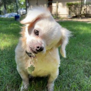 Meet Cassie an 11-year-old Pekingese with a heartwarming story of resilience and hope Weighing 13 